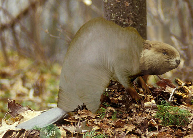 clifford savage add bald beavers photo