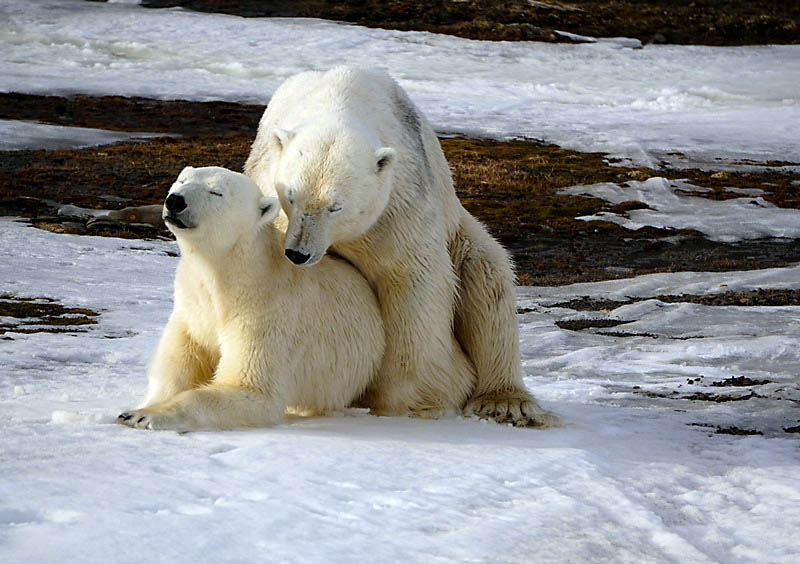 david fiesta add polar bear porn photo