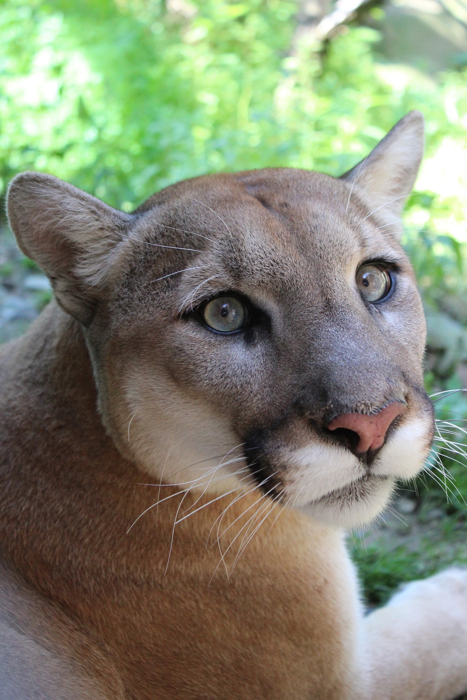 carl hobbs add small breasted cougars photo