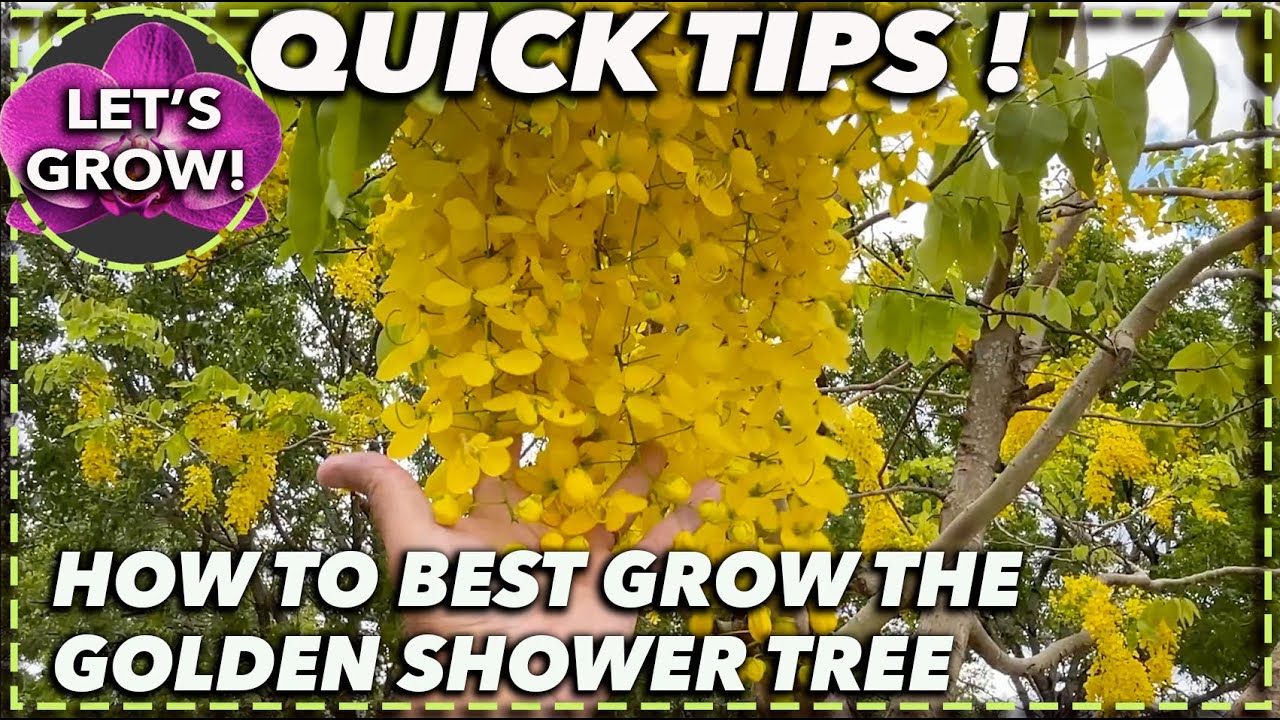 adam speirs add amateur golden shower image