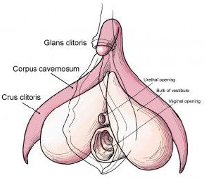 denny gilliam add biggest clitoris photo