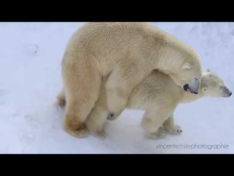 denny pastrana add polar bear porn image