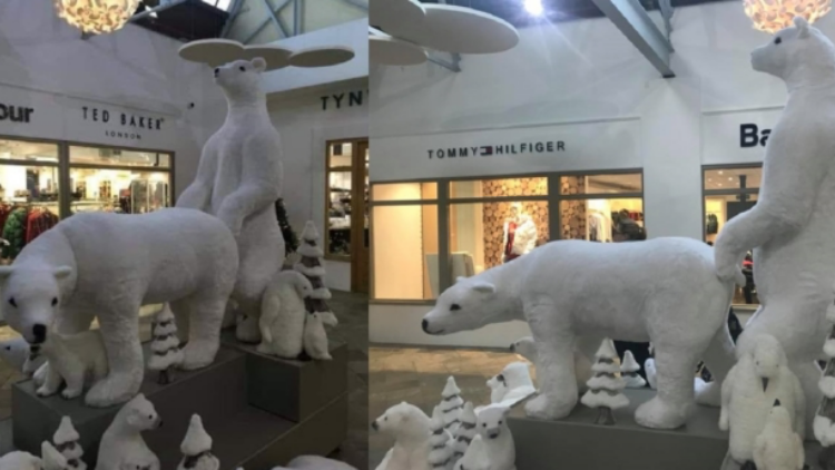 coreen van wyk add polar bear porn photo