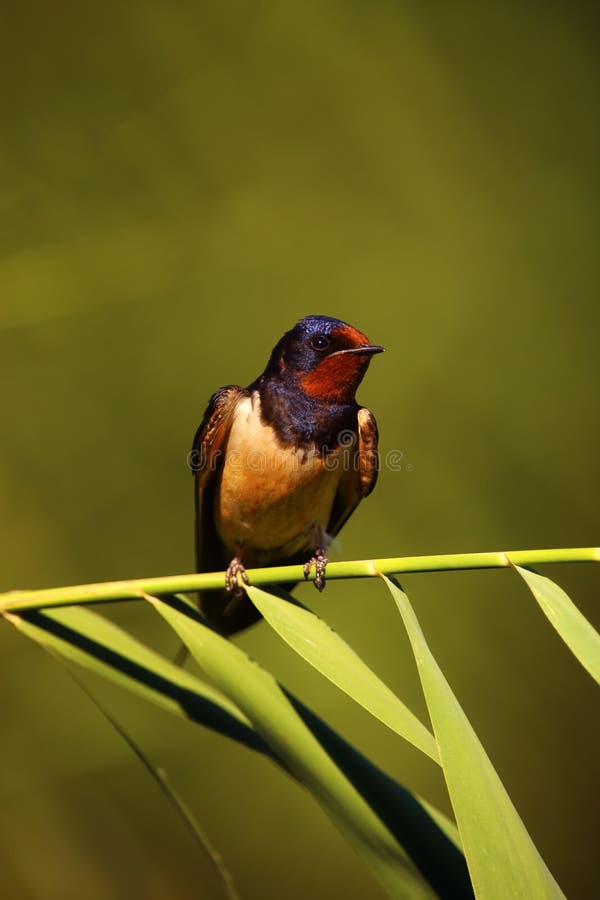 clara granados add red head swallows photo