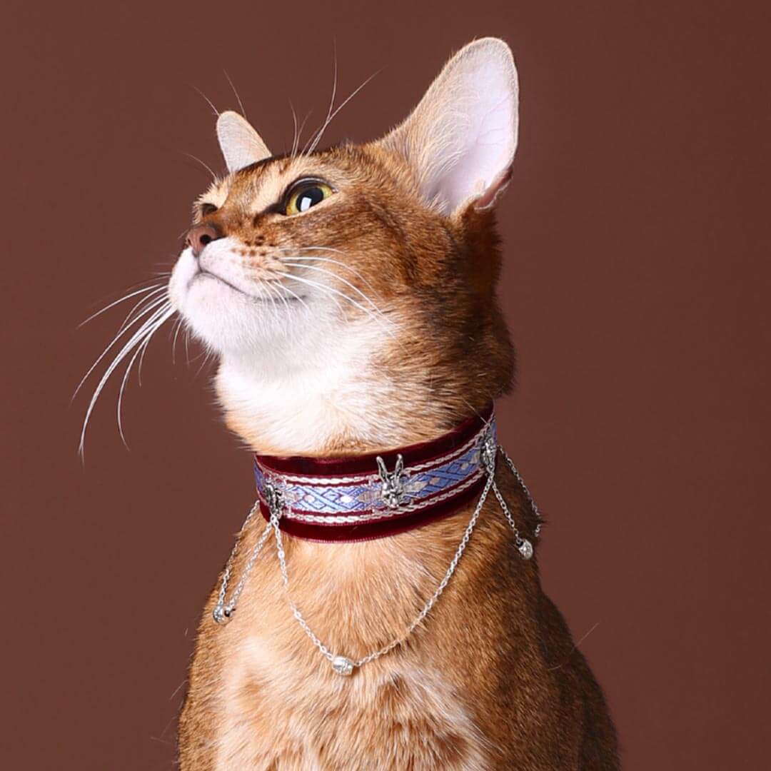 benjamin wolfgang add goth cat collar image