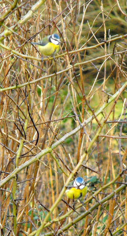 christine iacobucci add natural tits bush image