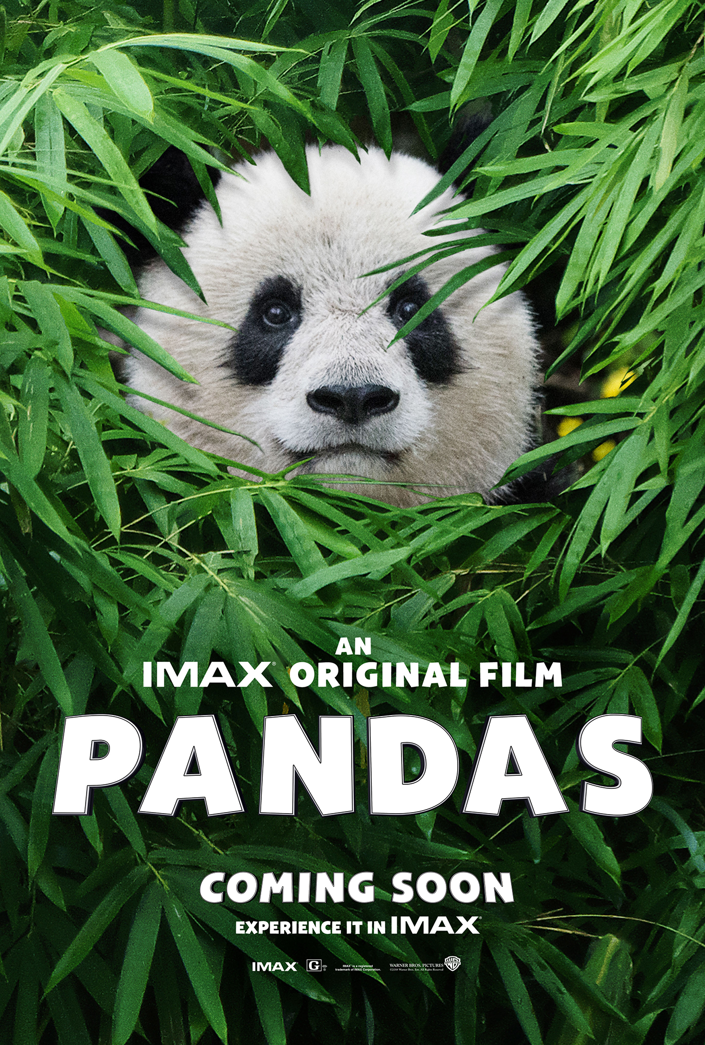 austin burleson add pandamovies com image