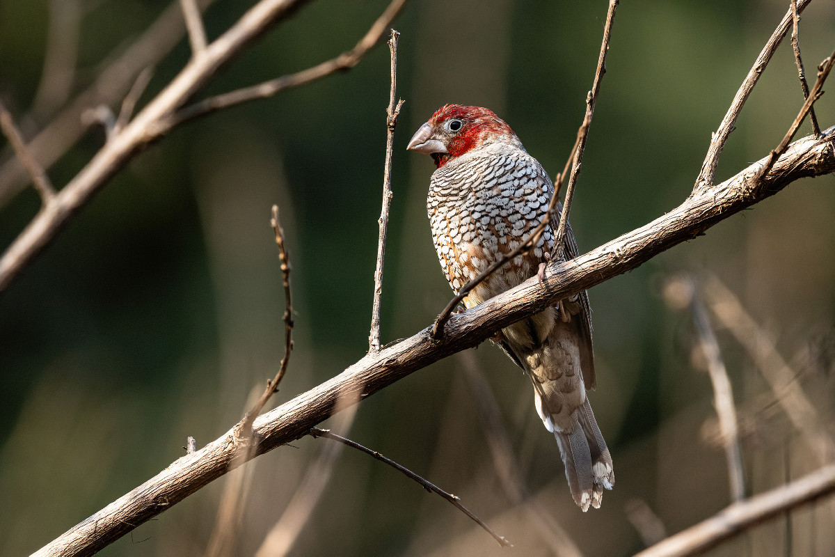 cherice smith add red head swallows photo