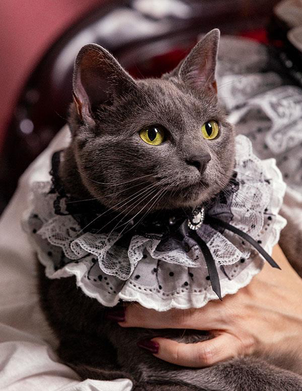 aron chan add goth cat collar photo