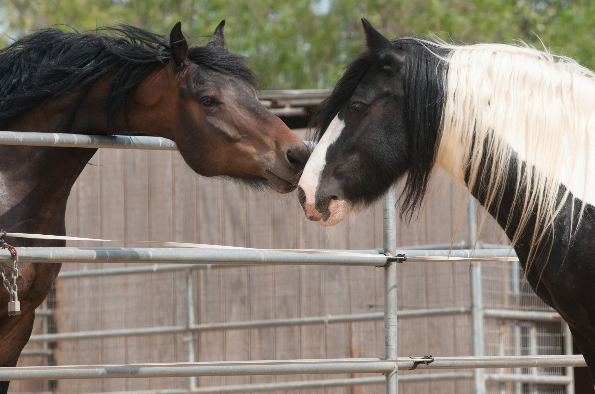 danish mehdi add masturbating stallion photo