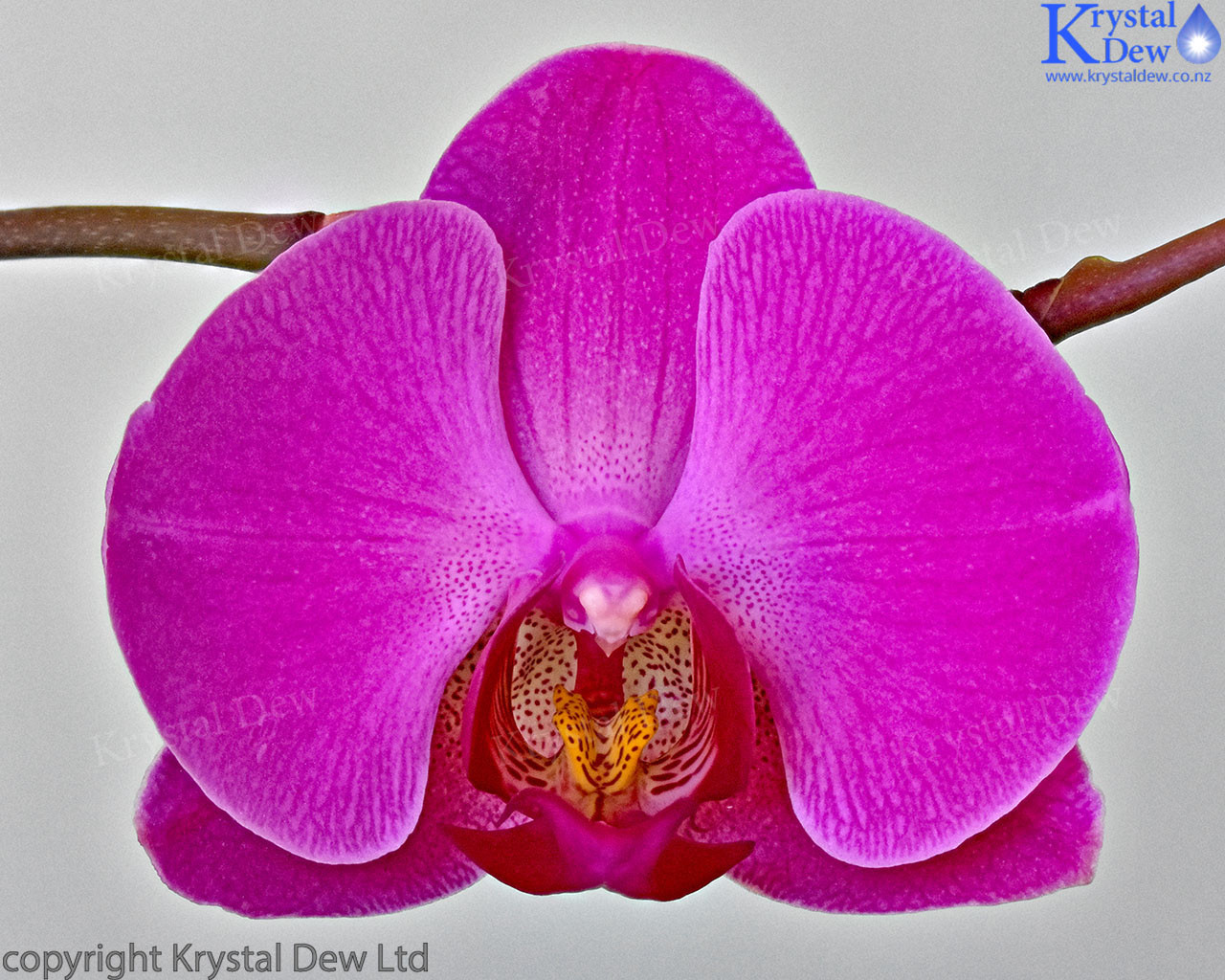 aws wisam add krystal orchid photo