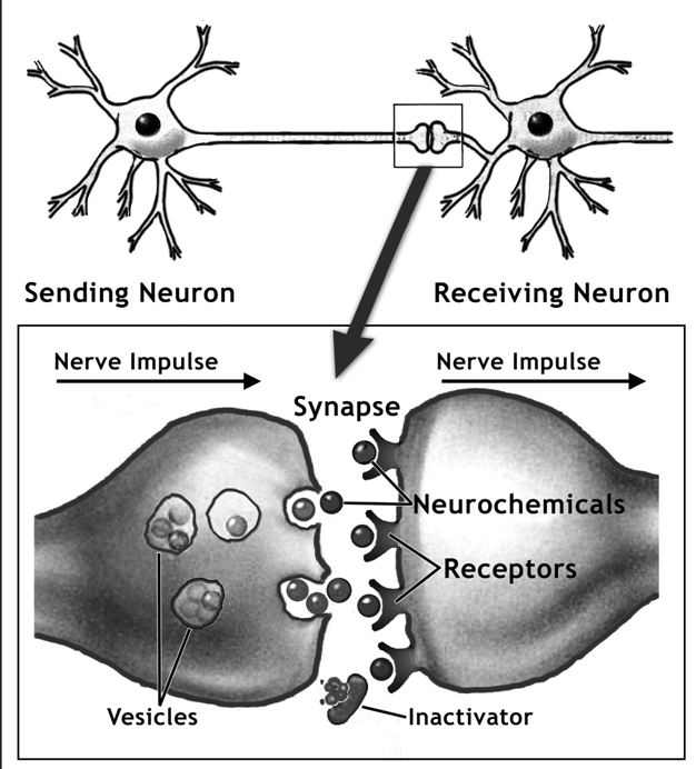 bivranto pothik add nerve porn photo