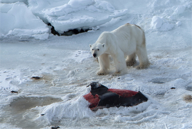 crystal debord add polar bear porn photo