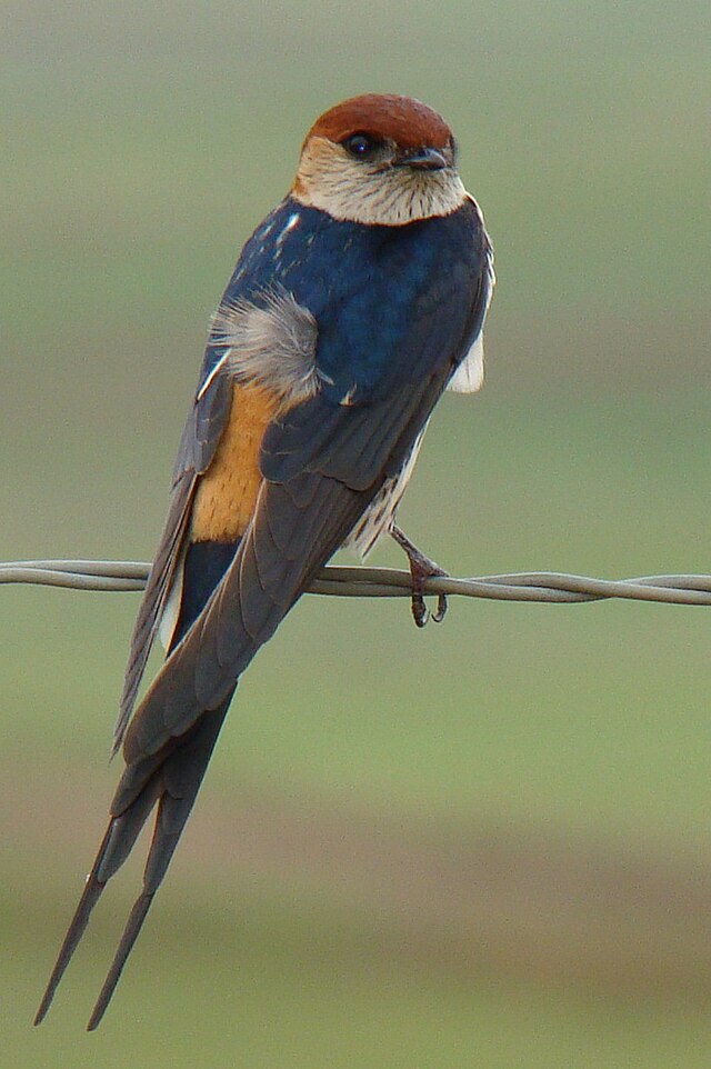 christine dopp add red head swallows photo