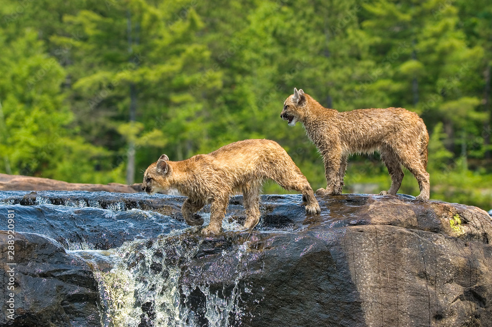 don ensminger add wet cougars photo