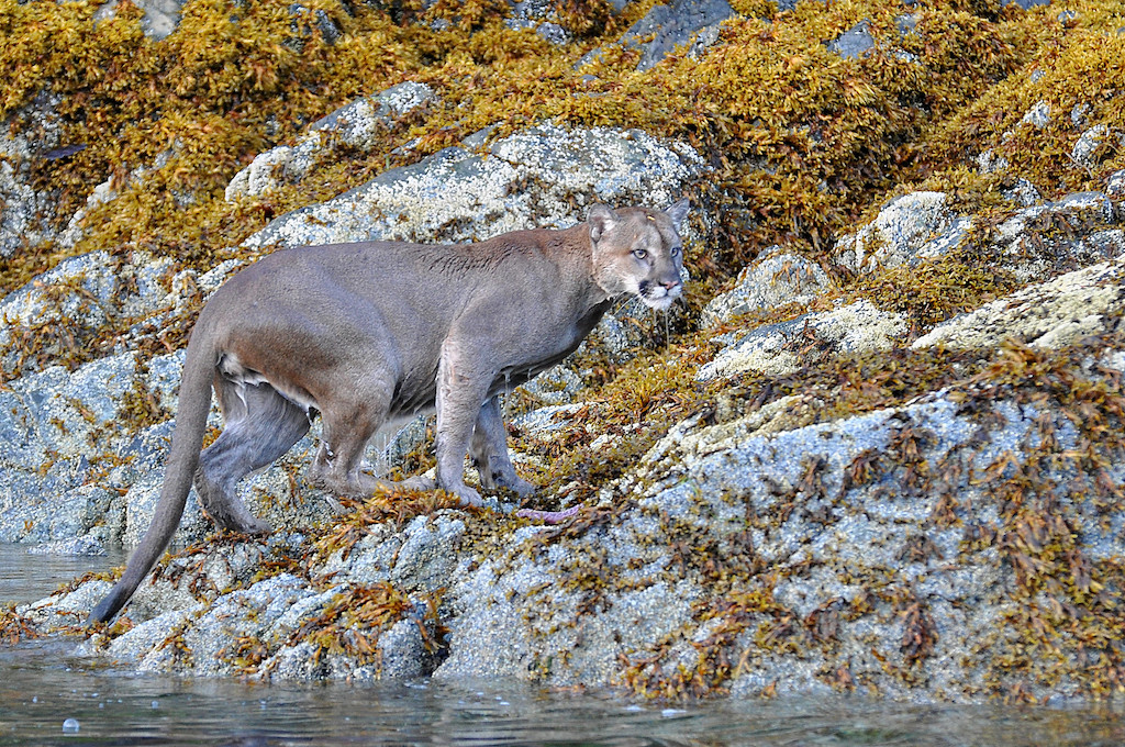 abraham preston add wet cougars photo